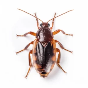 brown banded cockroach