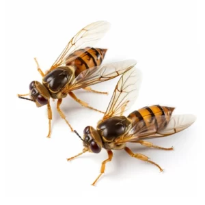 Cedida Killer hornets