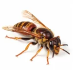 Everything You Need to Know About Hornets: From Diet to Control