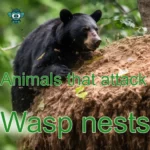 A black bear attacking a wasp nest: 9 animals that attack wasp nests in the US