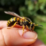 a wasp stinging a finger