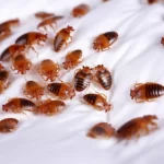 bedbug infestation: Unbelievable Insect Secrets: 23 Mind-Blowing Pest Facts You Never Knew