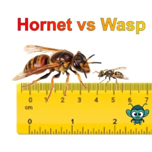 hornet vs wasp